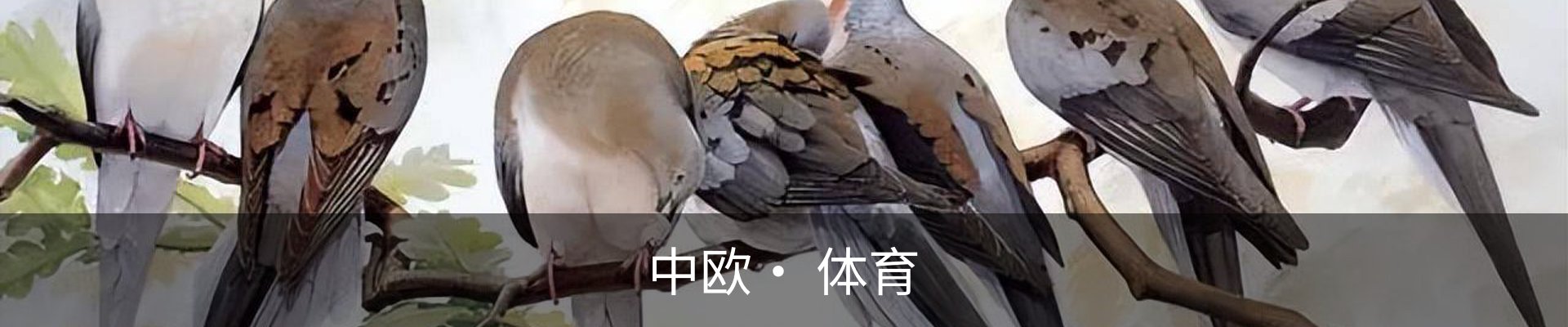 中欧· 体育